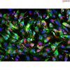 <b>NEW!</b> Human Pluripotent Stem Cell Derived-Pericytes