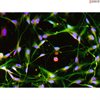 <b>NEW!</b> Human Pluripotent Stem Cell Derived - Schwann Cells