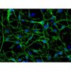 <b>NEW!</b> Human Pluripotent Stem Cell Derived - Schwann Cells