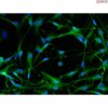 <b>NEW!</b> Human Pluripotent Stem Cell Derived - Schwann Cells