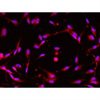 <b>NEW!</b> Human Pluripotent Stem Cell Derived - Schwann Cells
