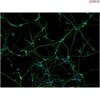 <b>NEW!</b> Human Pluripotent Stem Cell Derived-Sensory Neurons
