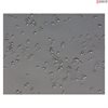 <b>NEW!</b> Human Pluripotent Stem Cell Derived-Sensory Neurons