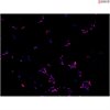 <b>NEW!</b> Human Pluripotent Stem Cell Derived-Sensory Neurons