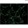<b>NEW!</b> Human Pluripotent Stem Cell Derived-Sensory Neurons