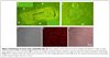 Immortalized Mouse WildType Aortic Endothelial Cells (iMAEC-WT)
