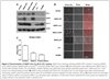 Immortalized Mouse WildType Aortic Endothelial Cells (iMAEC-WT)