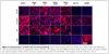 Immortalized Mouse WildType Aortic Endothelial Cells (iMAEC-WT)