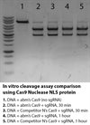 Cas9 Nuclease NLS Protein