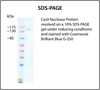 Cas9 Nuclease NLS Protein