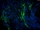 Mouse Neurons-raphe from C57BL/6