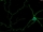 Mouse Neurons-cortical from C57BL/6