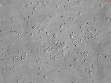 Mouse Neurons-hippocampal from CD1
