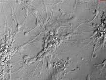Mouse Neurons-striatal from CD1