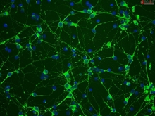 Mouse Neurons-ventral spinal cord from CD1