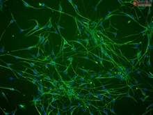 CD1 Mouse Schwann Cells