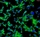 Mouse Perineurial Fibroblasts from C57BL/6