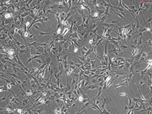 Mouse Astrocytes-cerebellar from C57BL/6