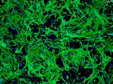 Mouse Astrocytes-cerebellar from CD1