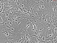 Mouse Astrocytes-hippocampal from C57BL/6