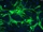 Mouse Astrocytes-spinal cord from C57BL/6