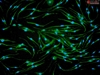 CD1 Mouse Bone Marrow derived Macrophages 