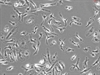CD1 Mouse Bone Marrow derived Macrophages 