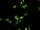 Mouse Dermal Fibroblasts from C57BL/6