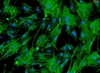 C57BL/6 Mouse Renal Mesangial Cells