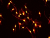 Mouse Hepatic Macrophages from C57BL/6