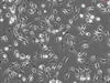 Mouse Hepatic Macrophages from C57BL/6