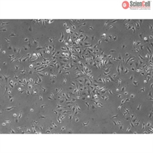 Mouse Hepatic Macrophages from CD1