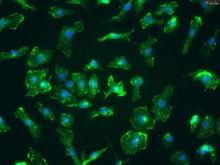 Mouse Splenic Macrophages from C57BL/6