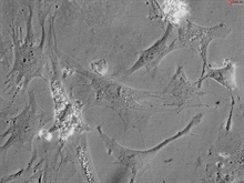 Mouse Cardiac Myocytes from C57BL/6