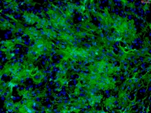 Mouse Cardiac Myocytes from C57BL/6