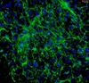 Mouse Embryonic Fibroblasts from C57BL/6