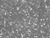 Mouse Embryonic Fibroblasts from C57BL/6
