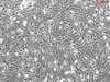 Mouse Embryonic Fibroblasts-mitomycin C