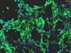 Mouse Embryonic Fibroblasts-mitomycin C
