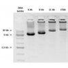 EmeraldNStart HiFi Marathon PCR Master Mix