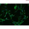 Mouse Astrocytes-adult