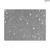 Mouse Astrocytes from C57BL/6