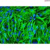 Mouse Astrocytes from C57BL/6