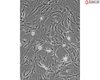 Mouse Astrocytes-midbrain from CD1