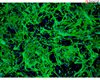 Mouse Astrocytes-midbrain from CD1
