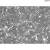 Mouse Astrocytes-spinal cord from C57BL/6