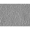 C57BL/6 Mouse Cerebellar Granule Cells