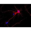 C57BL/6 Mouse Cerebellar Granule Cells