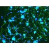 C57BL/6 Mouse Cerebellar Granule Cells