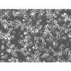 C57BL/6 Mouse Cerebellar Granule Cells